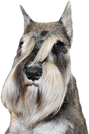 schnauzer