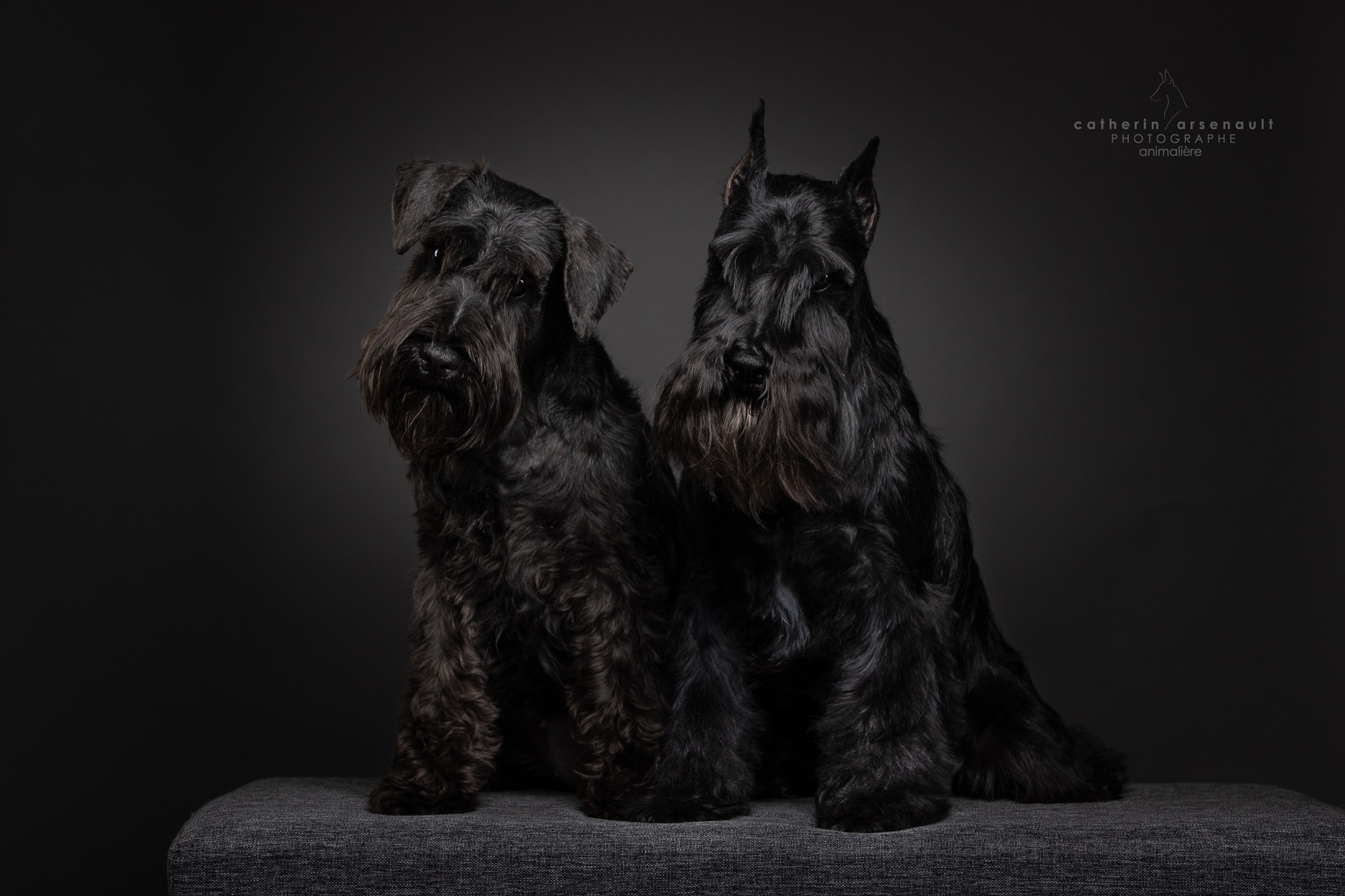 Schnauzer nain